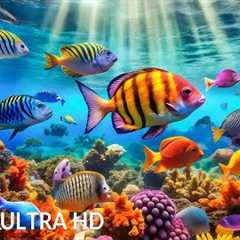 AQUARIUM 4K (ULTRA HD) - Rare & Colorful Sea Life Video🐠Peaceful Relaxation Music for Deep..